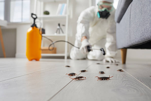 Trusted Cockroach Control service in Birch Run, MI - Nex Pest Control
